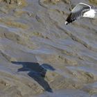 Schatten werfen oder hinter dem Schatten herfliegen ?