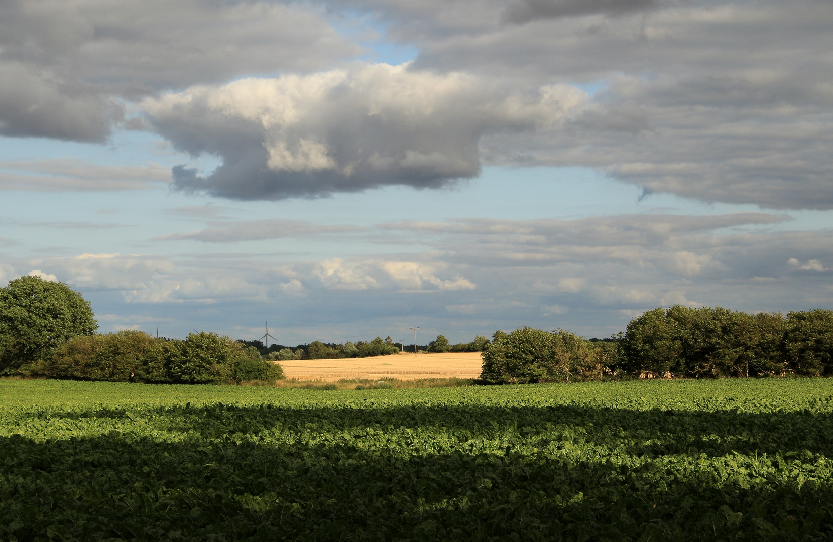 Schatten-Wolken-Rüben-Acker