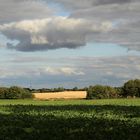 Schatten-Wolken-Rüben-Acker