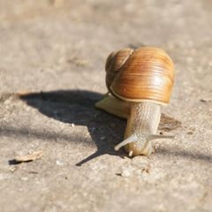 Schatten / Ziellinie-Renn-Schneck-Topspeed