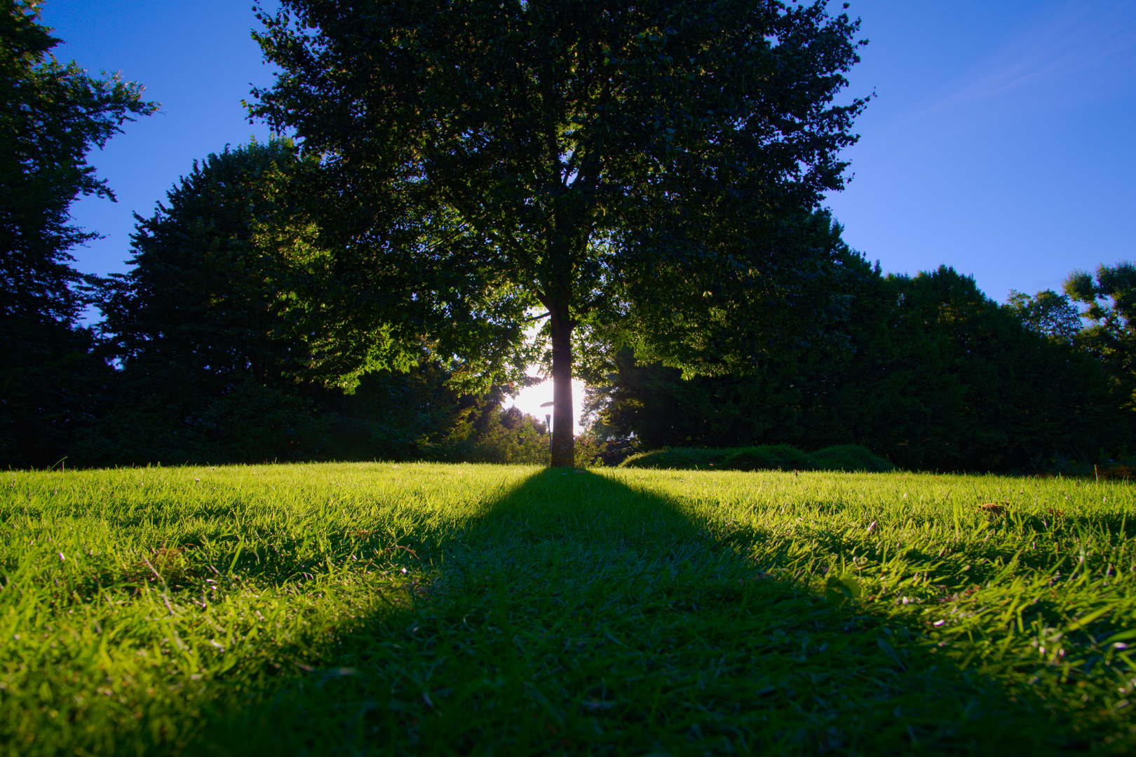 Schattenbaum Foto & Bild mannheim, sonne, baum Bilder auf