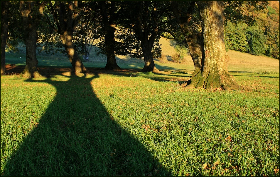 Schatten*Baum