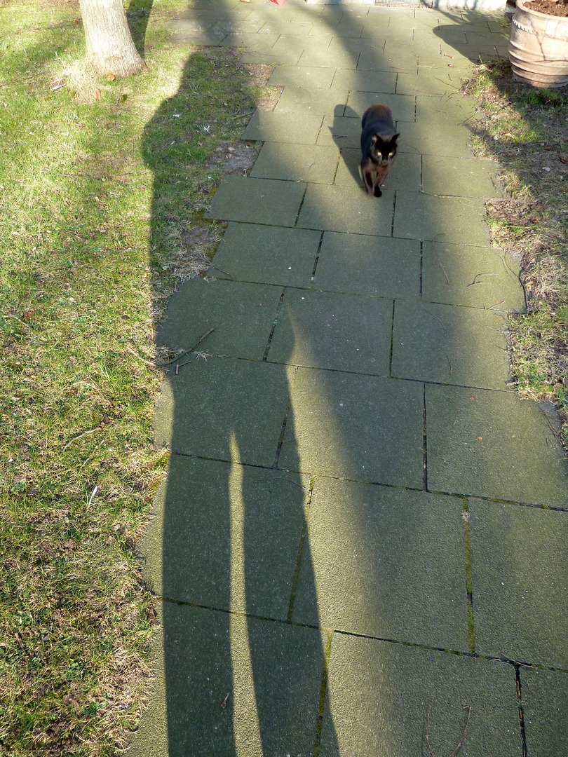 schattenbild mit kater . .