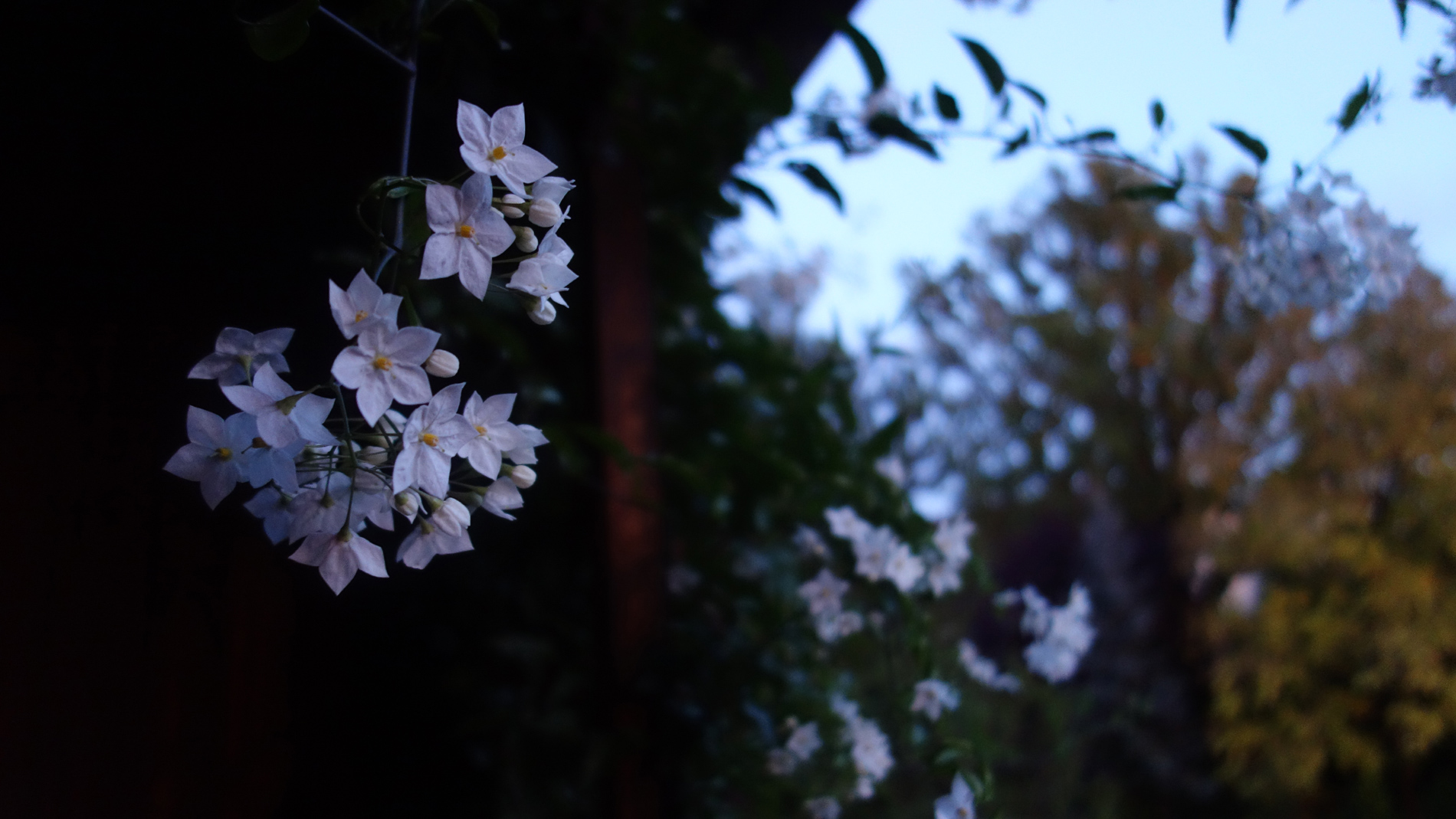 Schattenblümchen. .