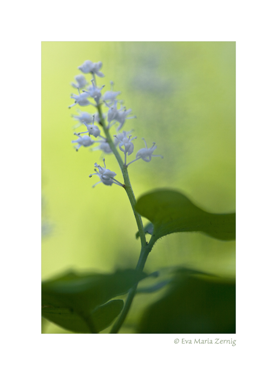 Schattenblümchen (Maianthemum bifolium)