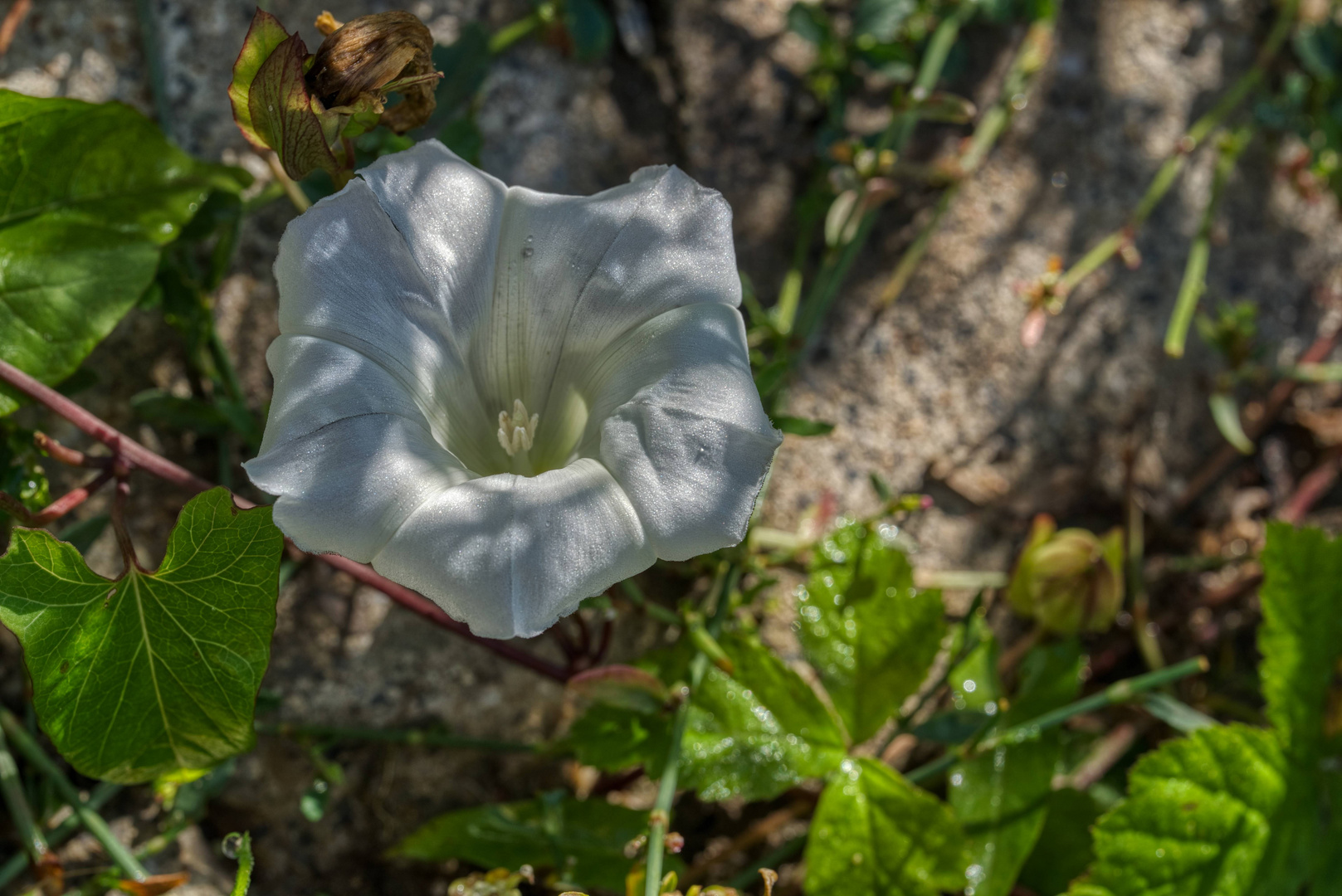 Schattenblüte