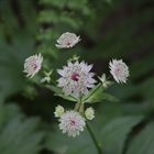 Schattenblume Sterndolde