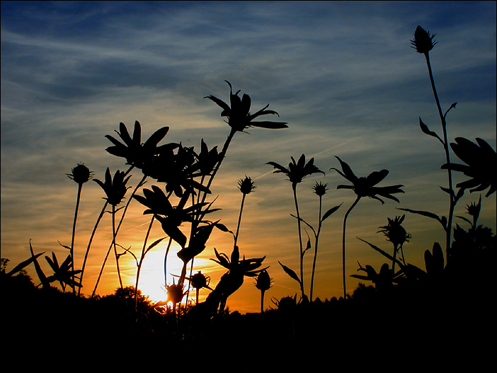 Schattenblumen