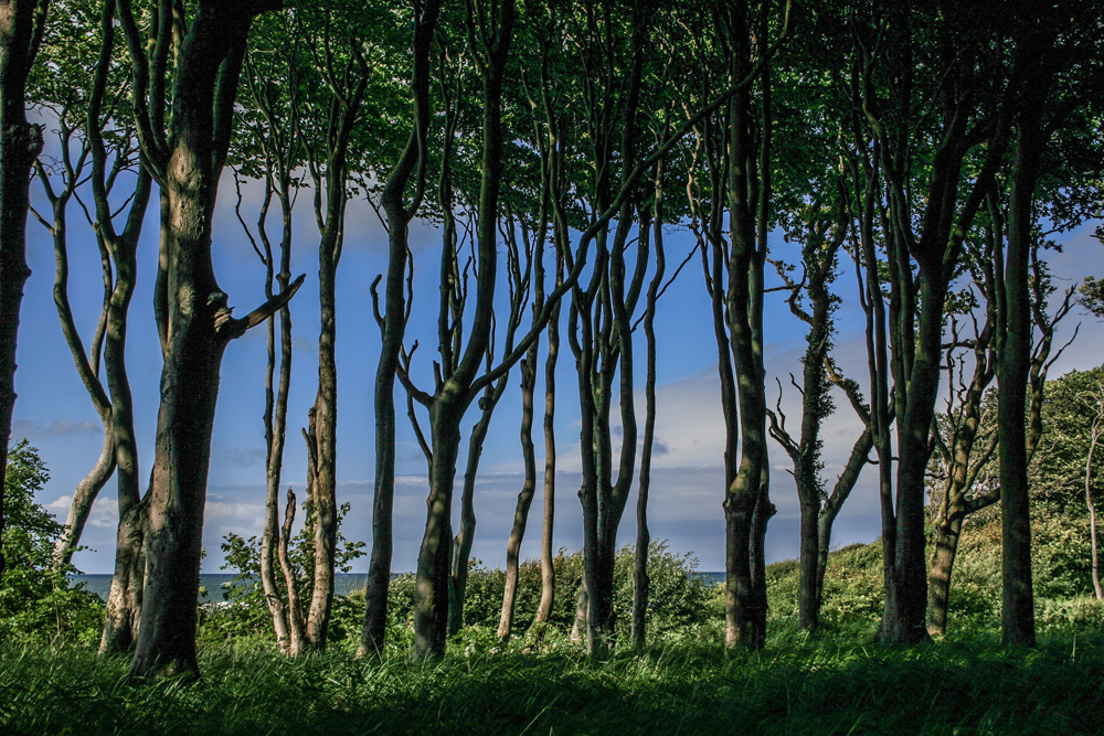 Schattendach Foto & Bild | deutschland, europe, mecklenburg- vorpommern