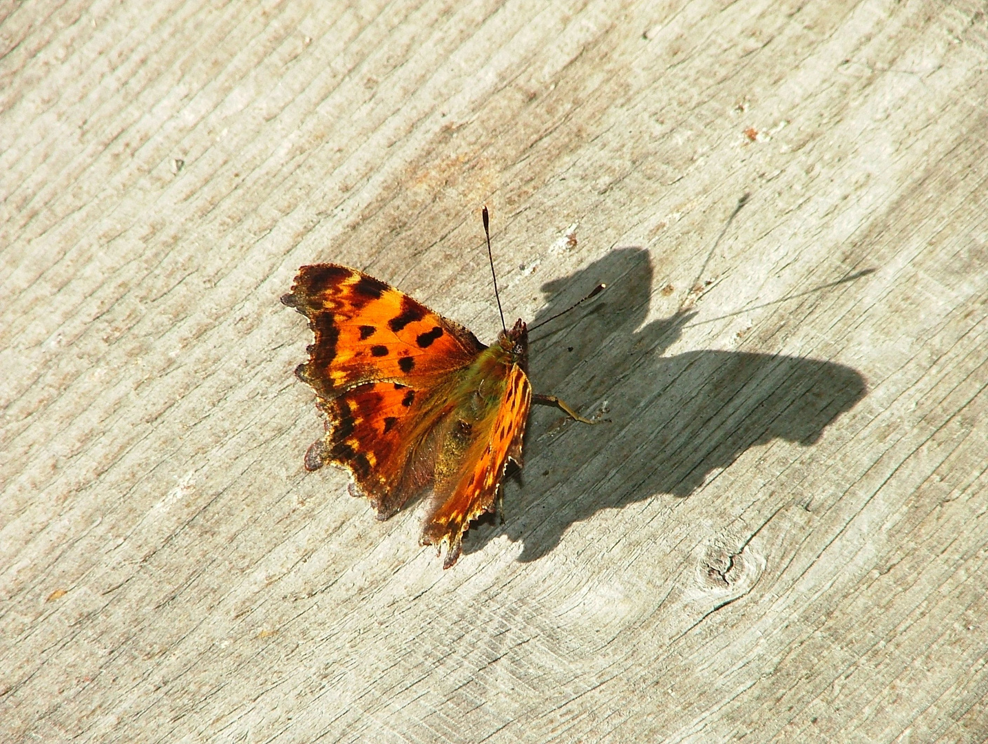 SchattenFalter - FalterSchatten