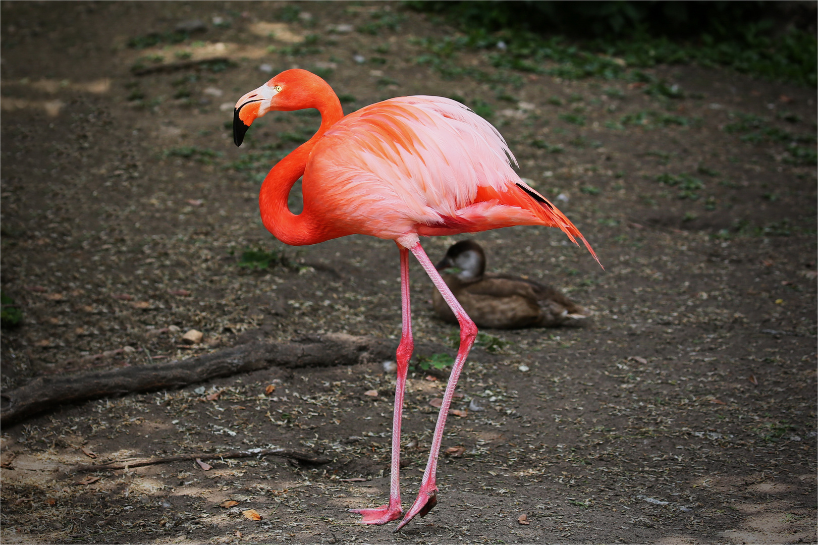 Schattenflamingo