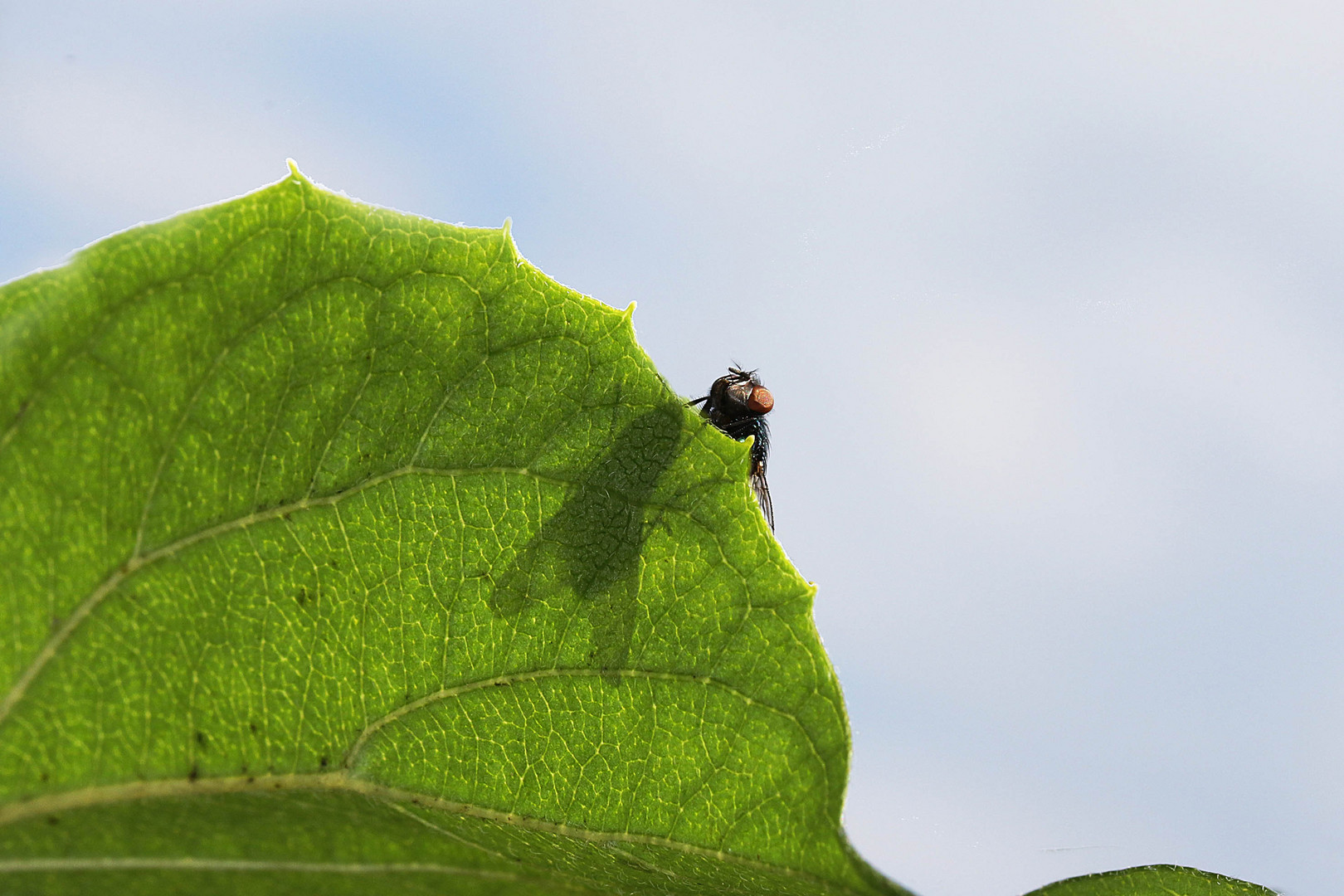 Schattenfliege