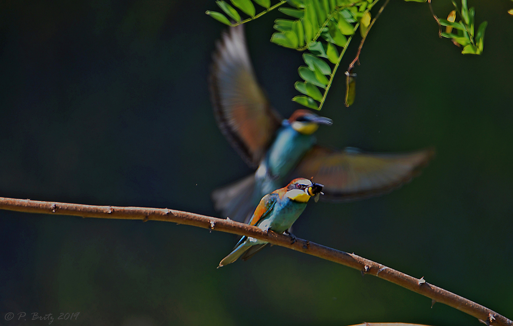 Schattenflieger