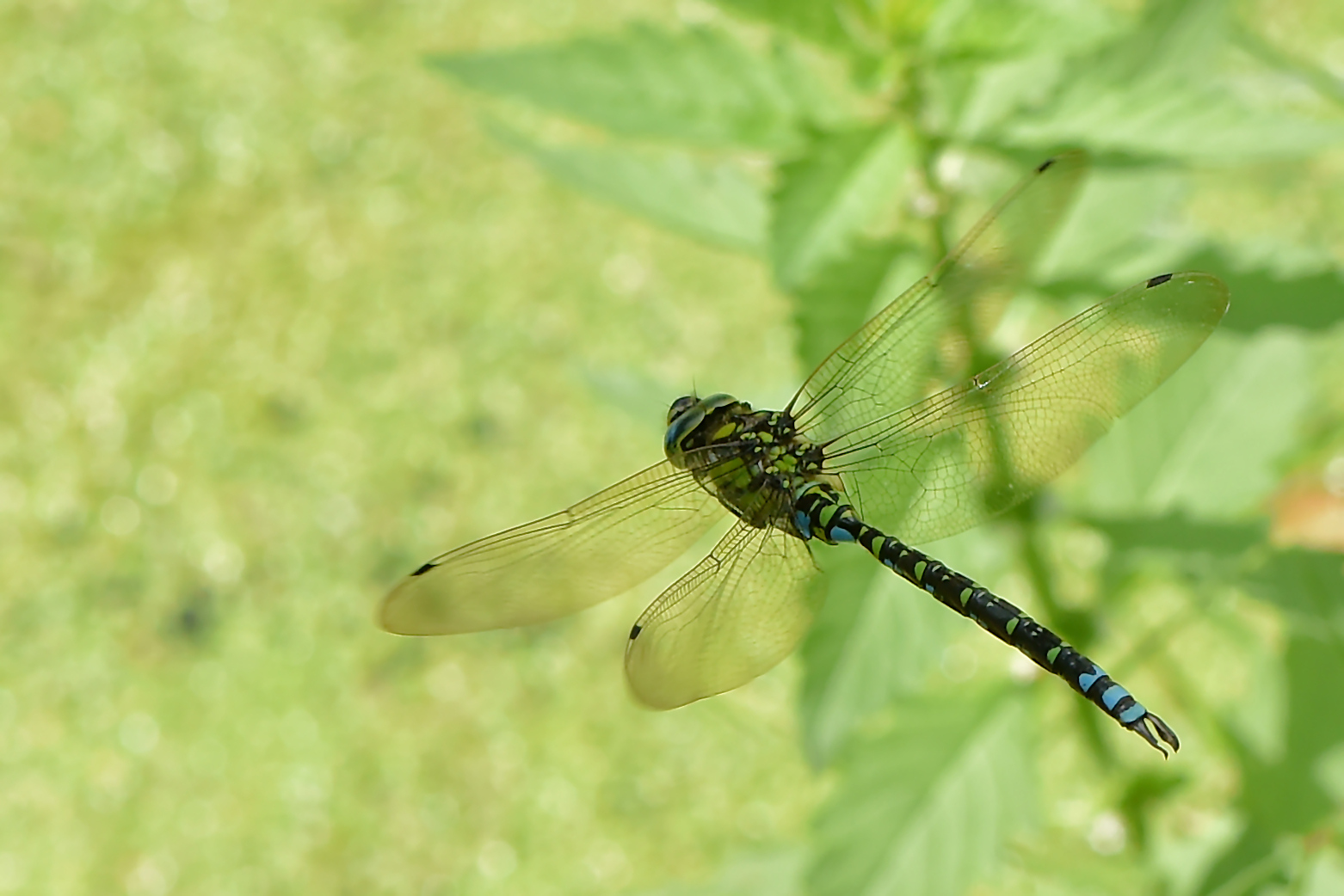 Schattenflieger