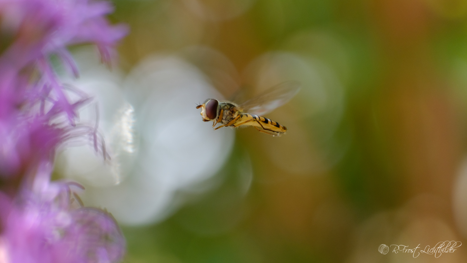 Schattenflieger