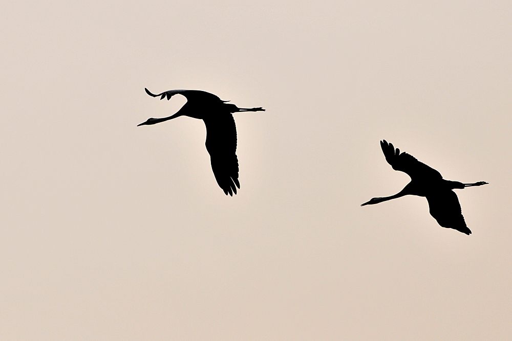 Schattenflieger in den Sonnenuntergang