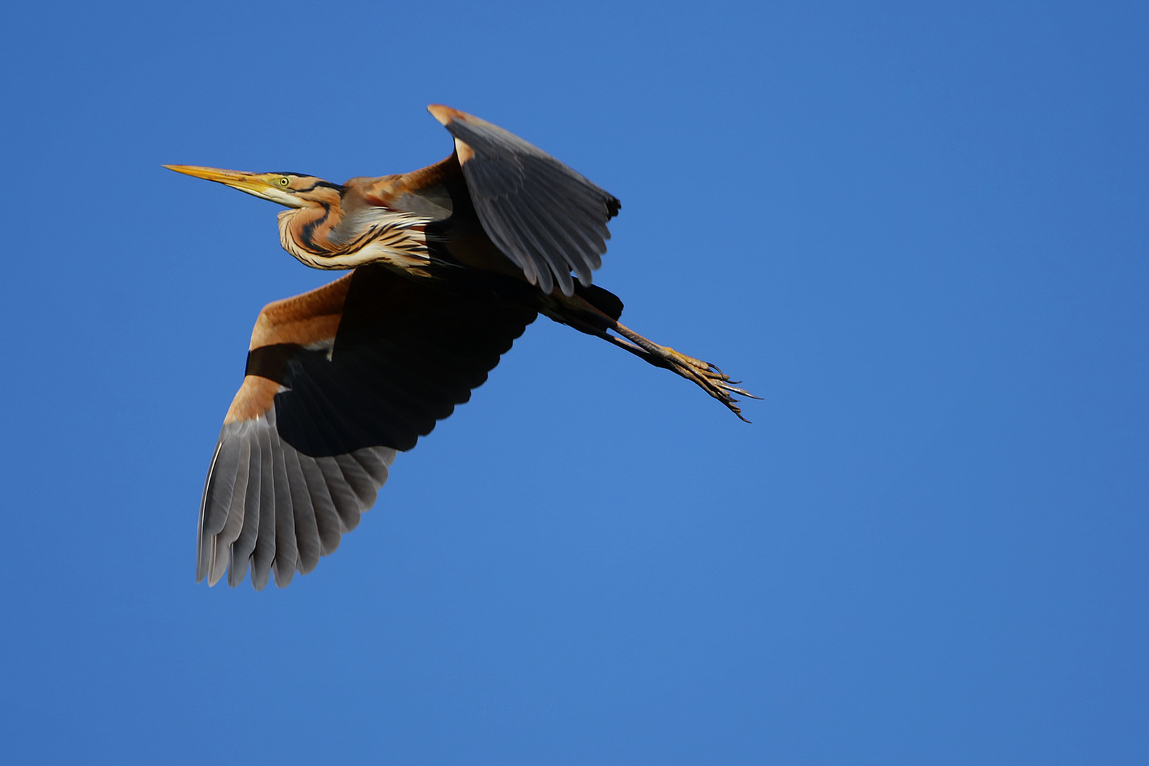 Schattenflug