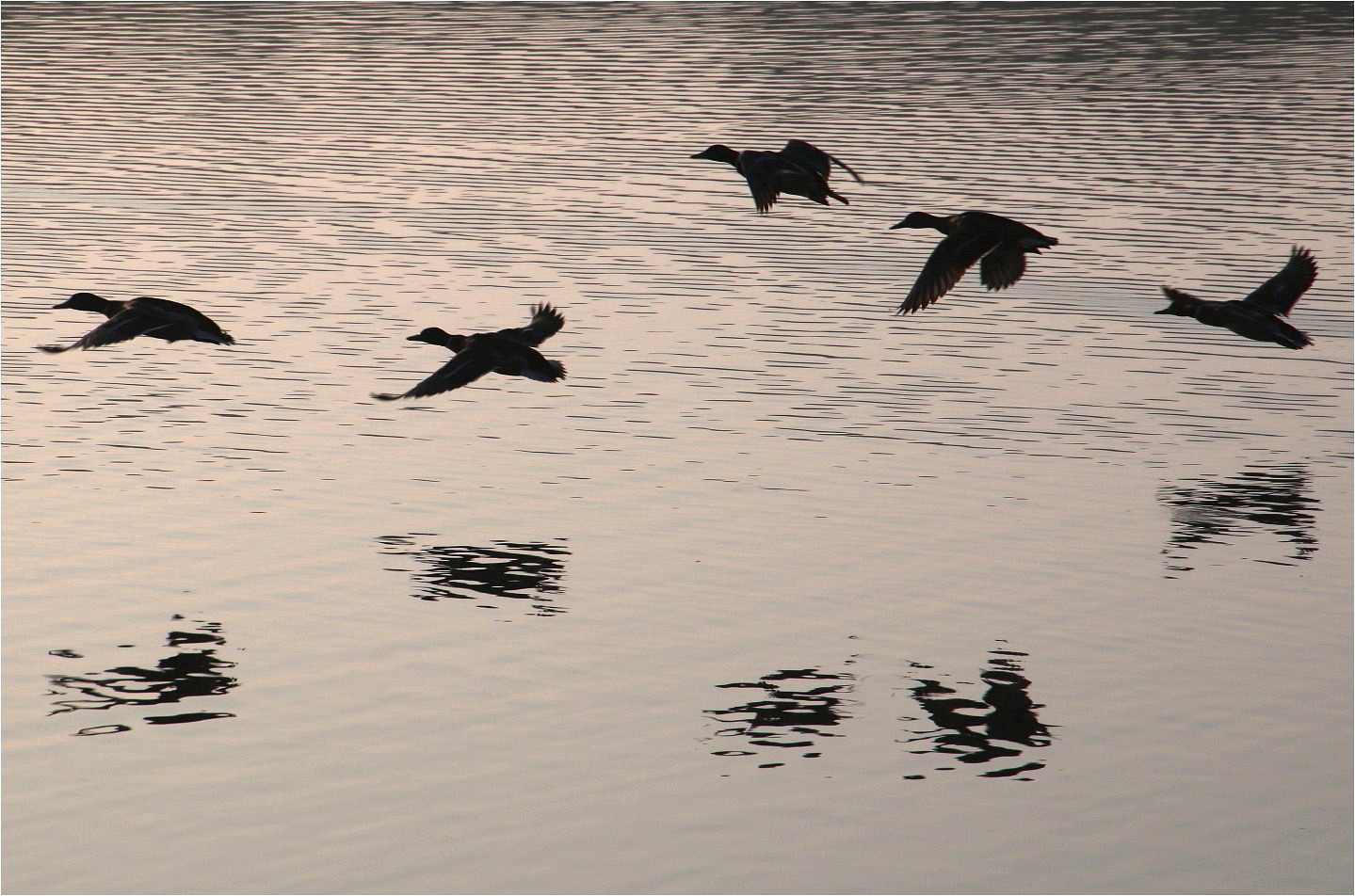 Schattenflug