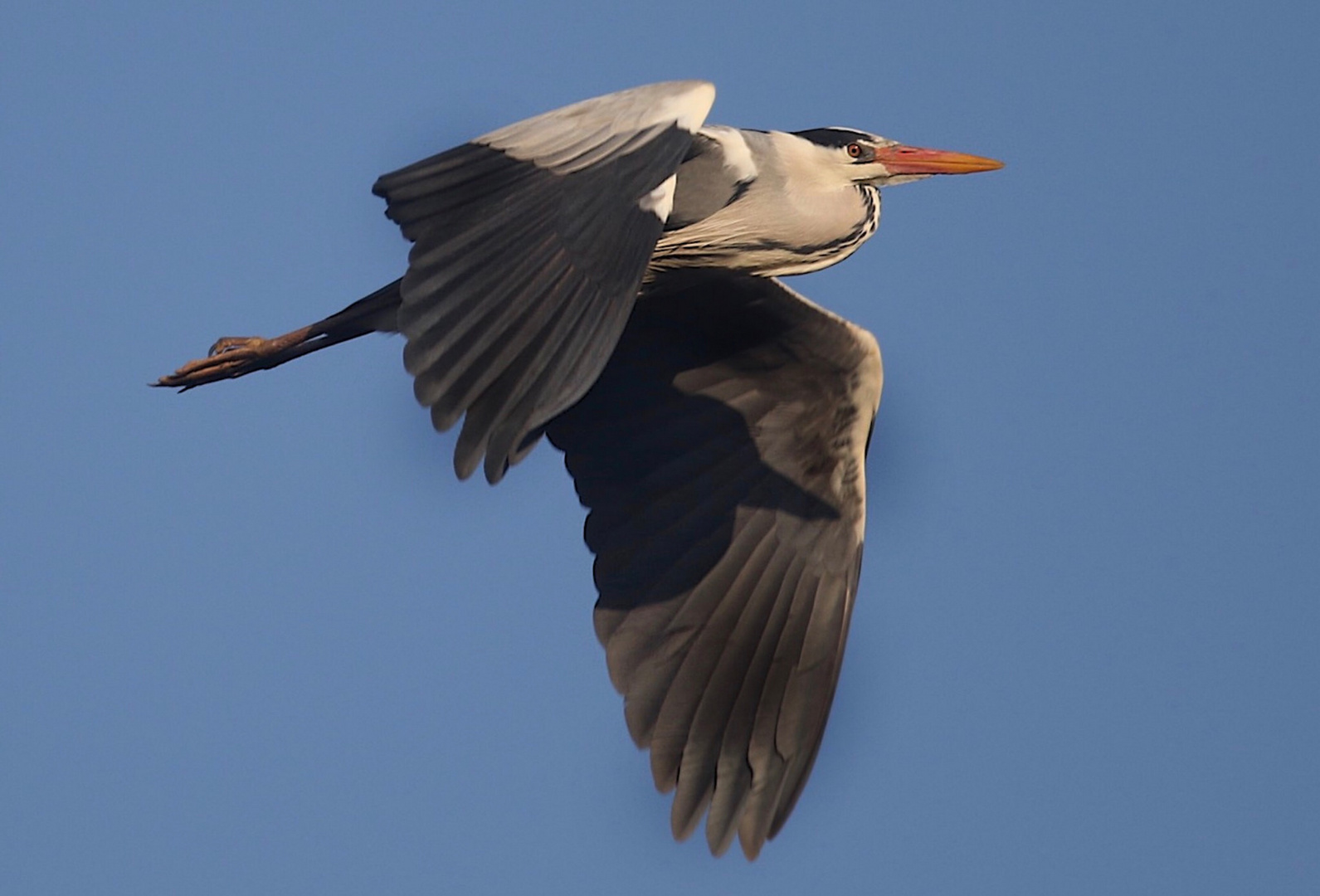 Schattenflug