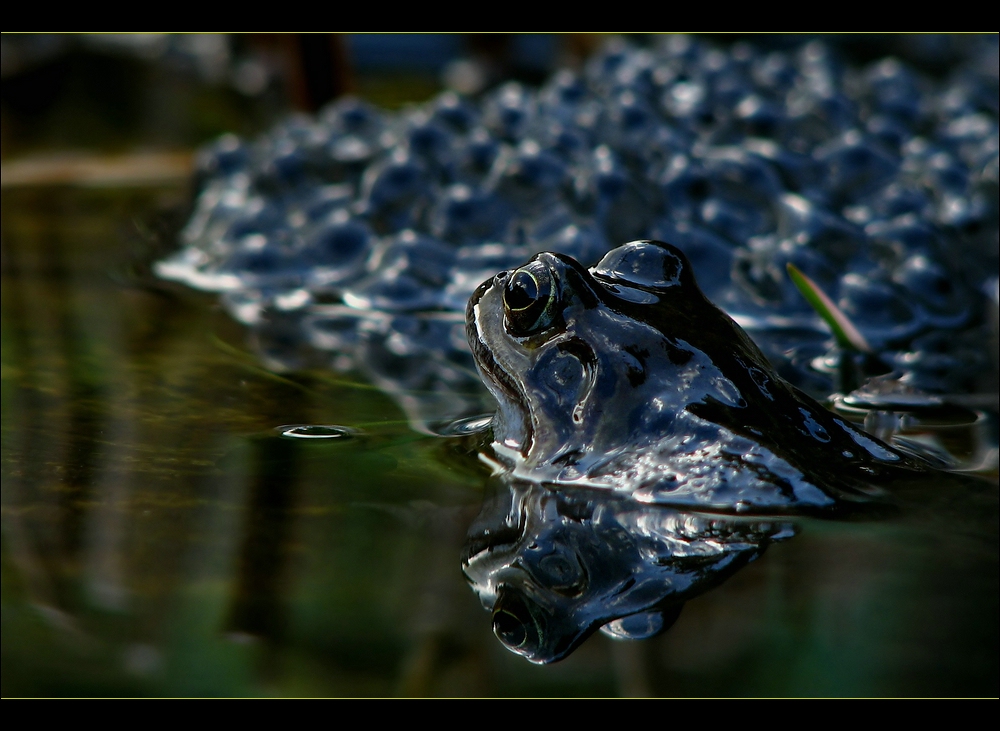 "Schattenfrosch"