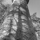 "Schattengewächs" am Turm