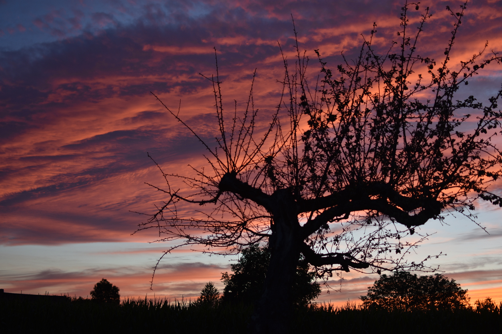 Schattengewächs und Feuerhimmel