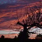 Schattengewächs und Feuerhimmel