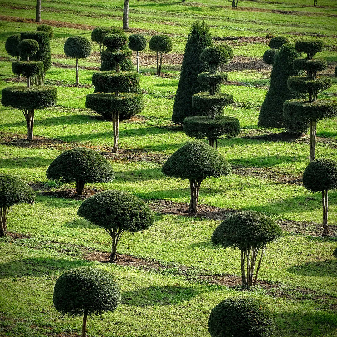 Schattengewächse 