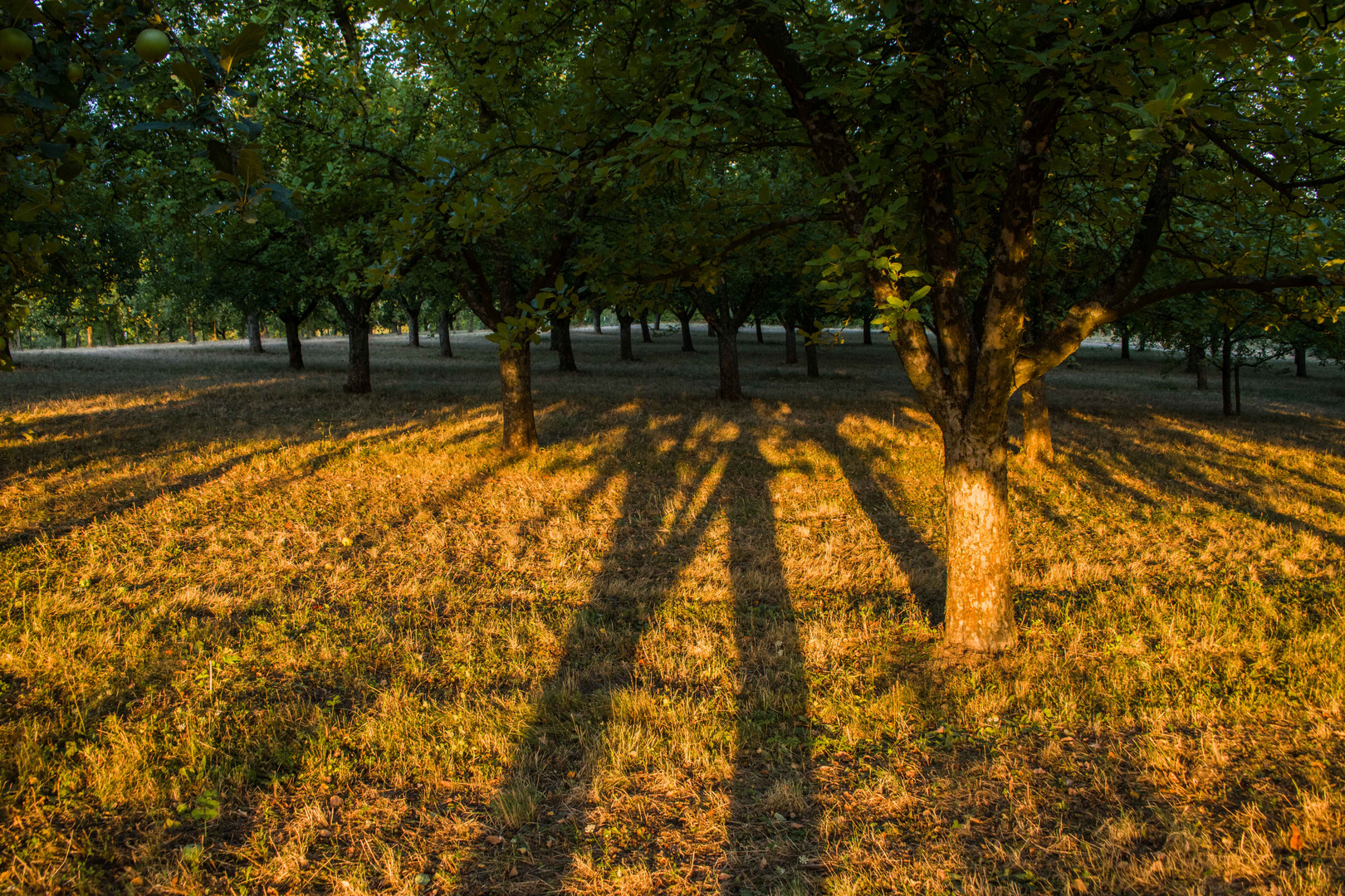 Schattengewimmel bei aufgehender Sonne