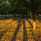 Schattengewimmel bei aufgehender Sonne