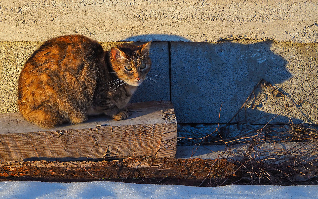 Schattenkatze