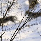 Schattenkrieger - Wölfe im Nationalpark Bayerischer Wald - mal anders