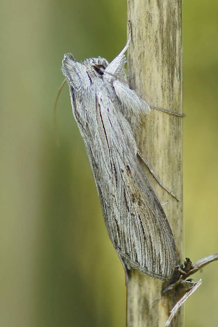 Schattenmönch (Cucullia umbratica), Männchen
