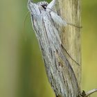 Schattenmönch (Cucullia umbratica), Männchen