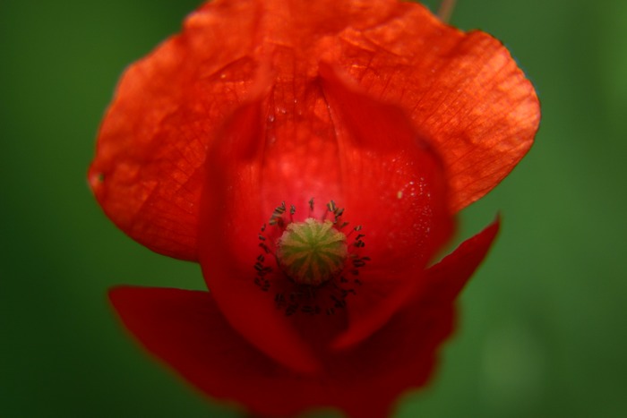 Schattenmohn