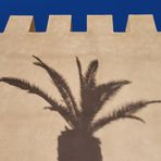 Schattenpalme