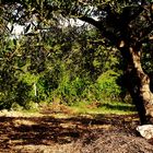 Schattenplätze in alten Gärten in Dalmatien