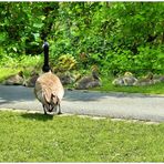 Schattenplatz für die Gänsekinder