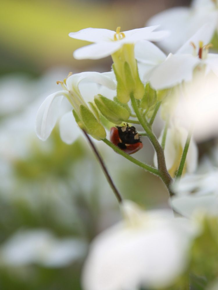 Schattenplatz unter der Blüte