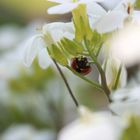 Schattenplatz unter der Blüte