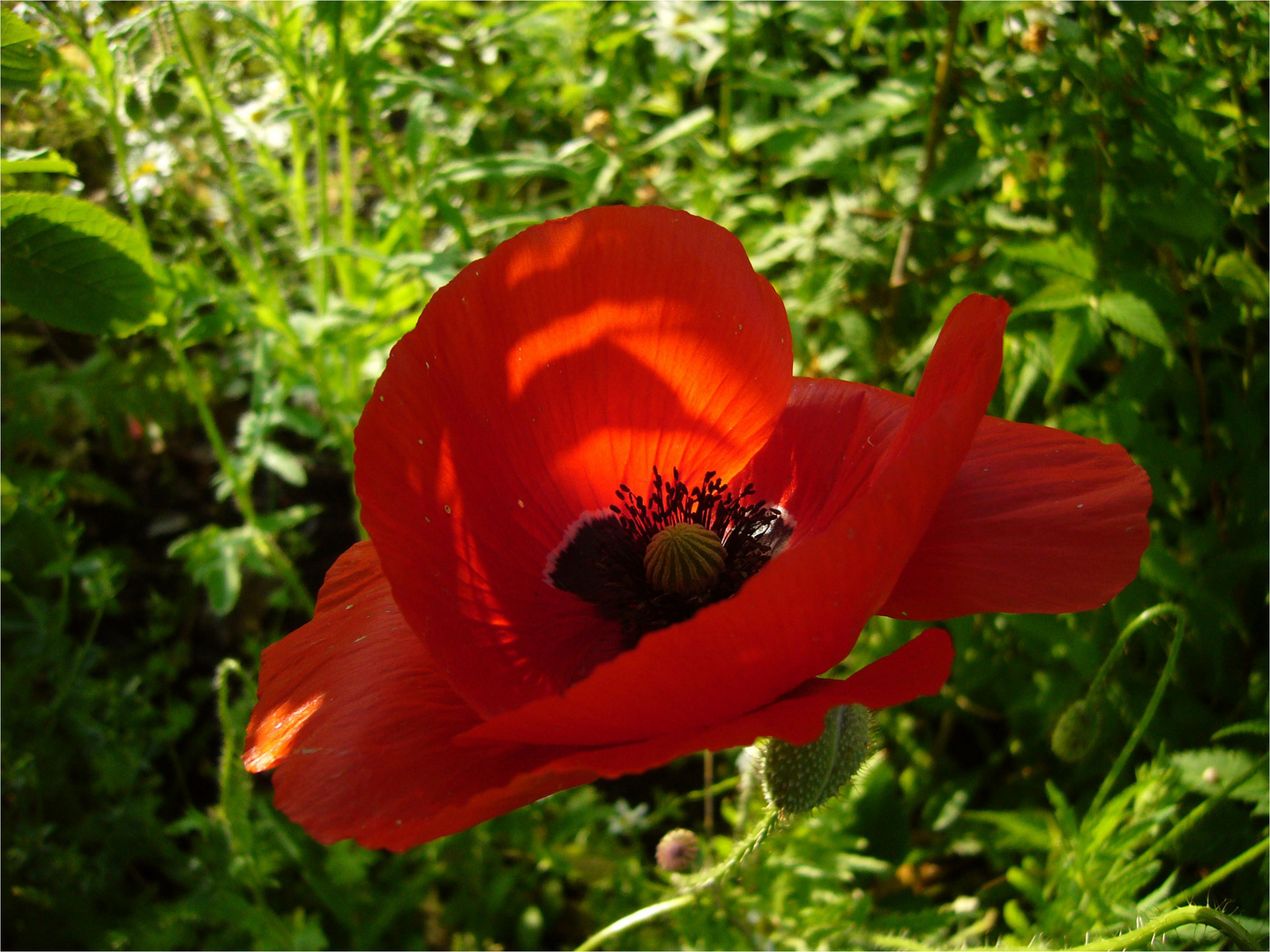 Schattenschönheit