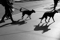 Schattenseiten in der Hundehaltung