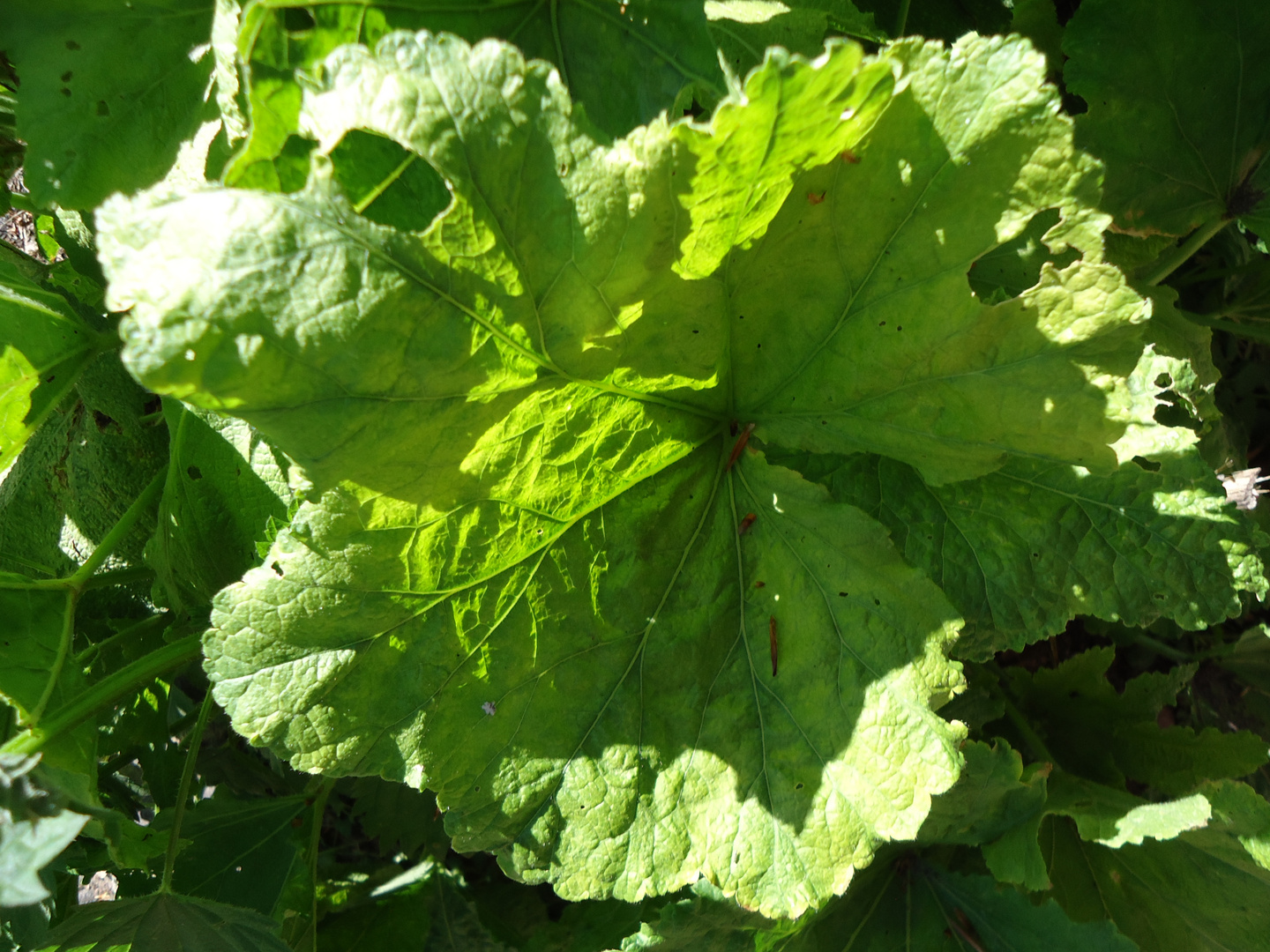 Schatten/Sonnen-Blatt