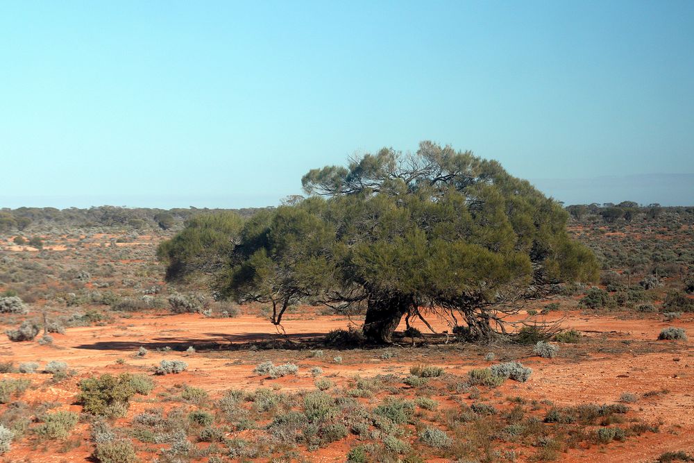 Schattenspender im Outback