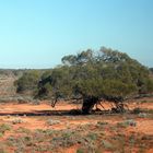 Schattenspender im Outback