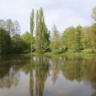 Schattenspiegelung am Mattheiser Weiher