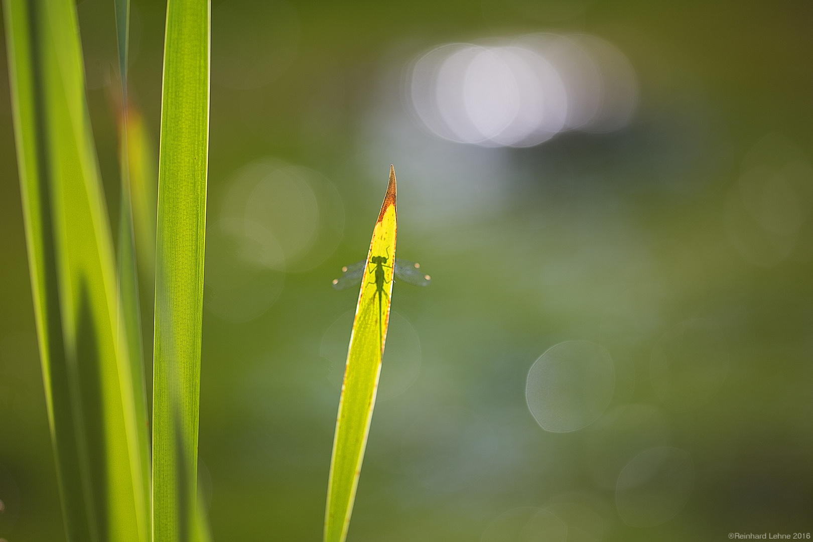 Schattenspiel