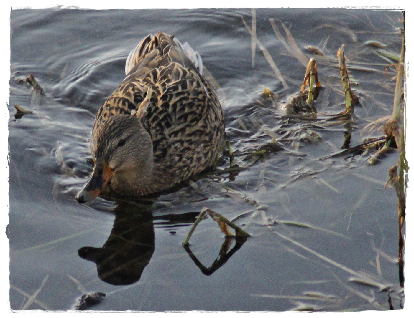 Schattenspiel a la ENTE