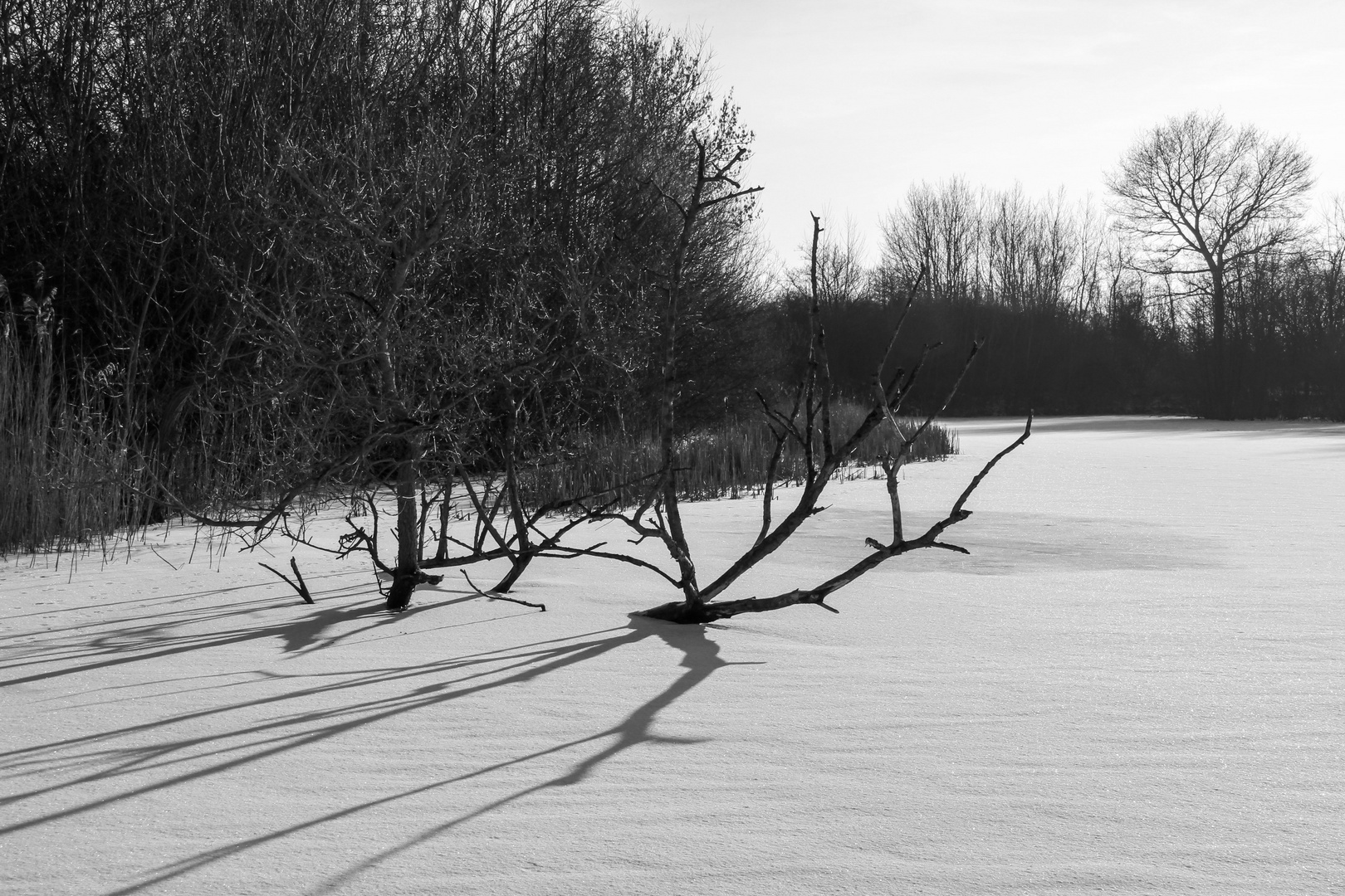 Schattenspiel am Överdieker See