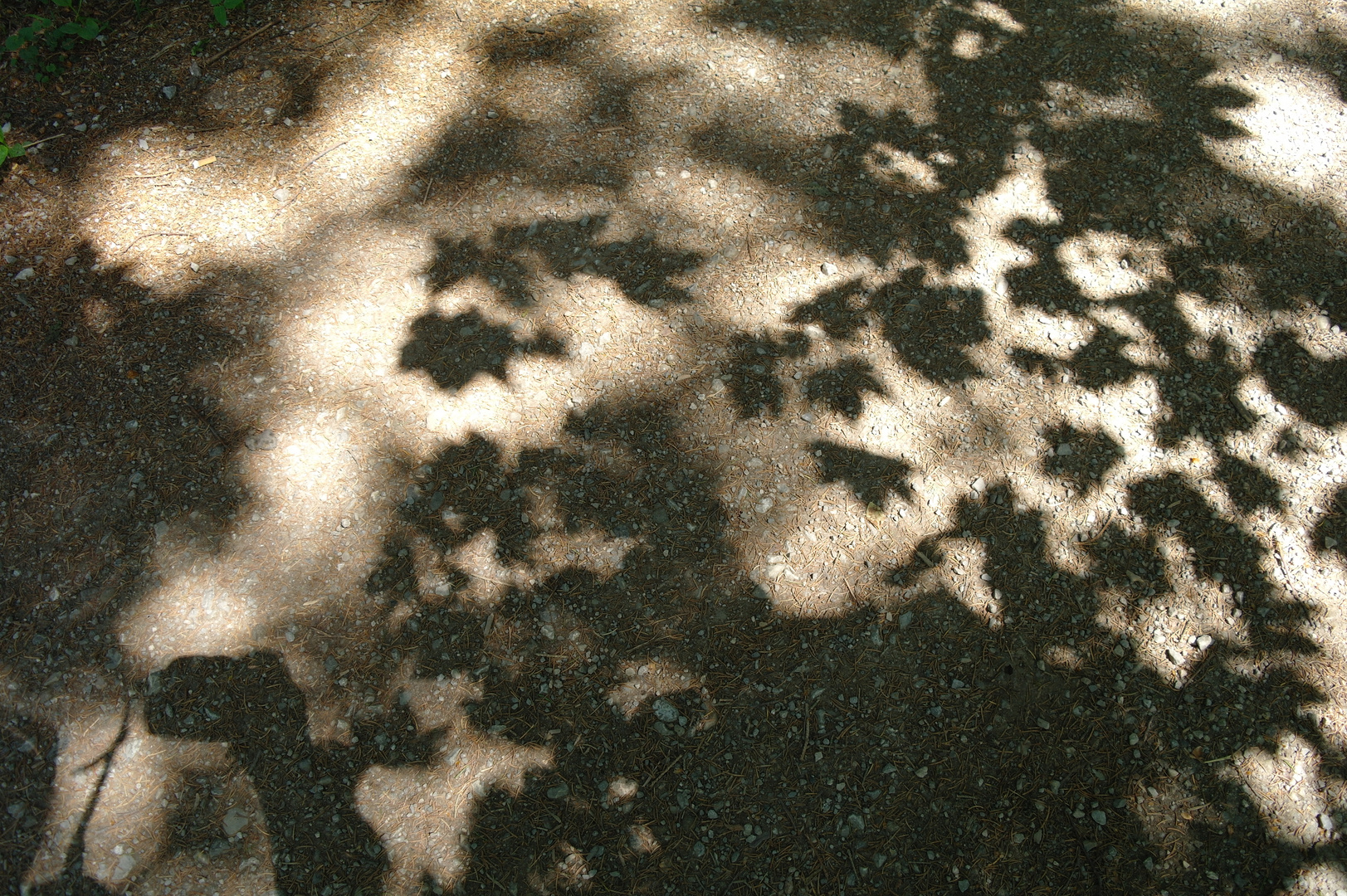 Schattenspiel auf dem Illerradweg